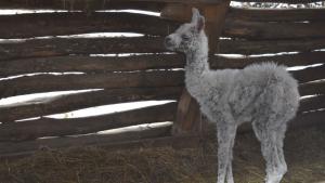 лама Разград