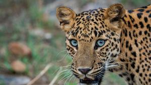 Леопард ухапа момиче в Зоопарк Варна след опит за снимка