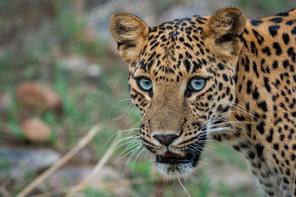 Двойката красиви персийски леопарди Надир и Зара са в категория