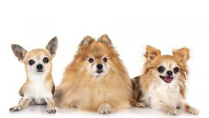 Проучване потвърди това което много от любителите на кучета знаят