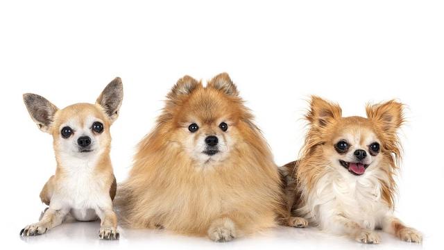 Изследване: Характерът на кучетата не зависи от породата