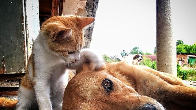 Кой е по-умен - кучето или котката