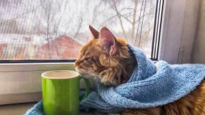 котка зима прозорец