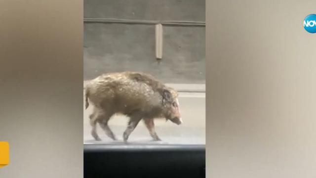 Глиган се разходи в тунел „Витиня“ (ВИДЕО)