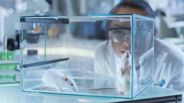 Учени възстановиха двигателните способности на парализирани мишки