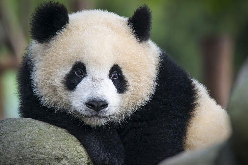 Първата панда, родена във Франция през август 2017 г. в