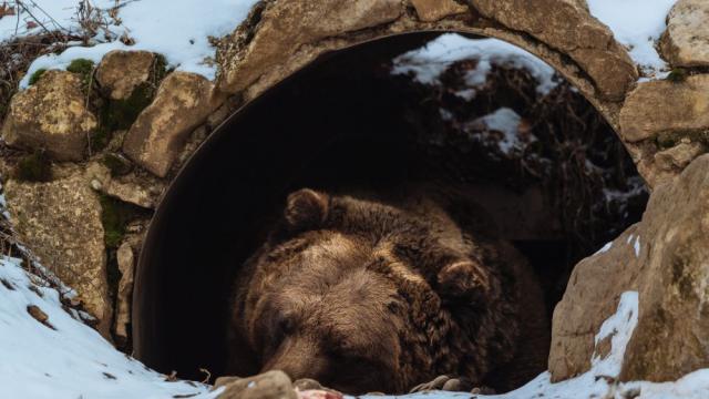 След ожесточено гласуване: Избраха с конкурс най-дебелата кафява мечка