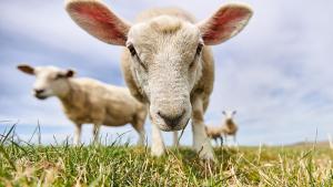 Шофьор помете овце в Монтана съобщиха от полицията На 3