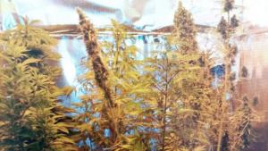 оранжерия канабис