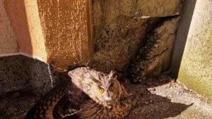 ранен бухал