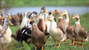 Спешното умъртвяване на около 15 000 патици в чешка птицеферма