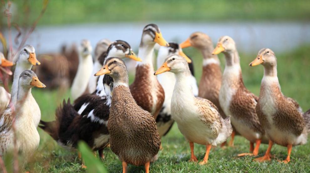 Огнище на птичи грип във ферма с около 100 000 патици в Хасковско