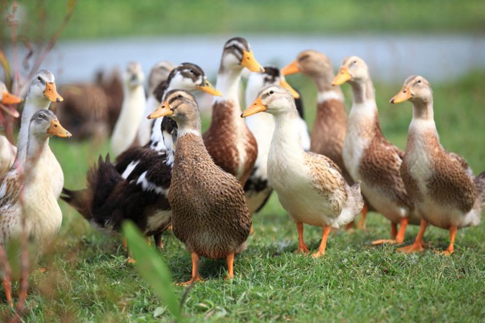 Спешното умъртвяване на около 15 000 патици в чешка птицеферма