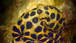 отворен октопод