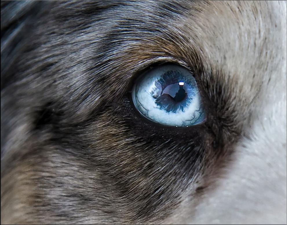 Ветеринарни експерти се заеха да разбулят тайната на сините кучета в Дзержинск