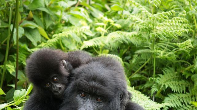 Учени установиха защо хората нямат опашки