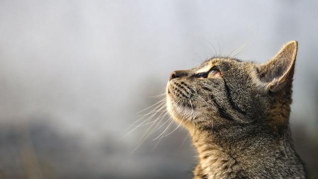 Котаракът Лари вече десет години живее на 