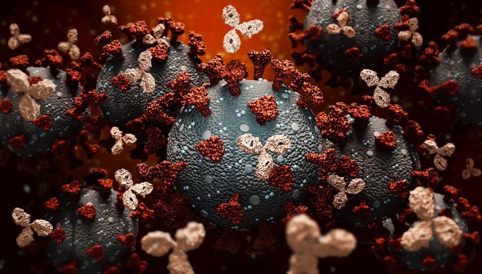 коронавирус антитела