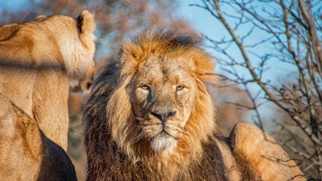 Лъв се зарази с новия коронавирус в Шри Ланка