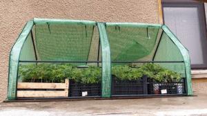 Разкрита е домашна лаборатория за отглеждане на марихуана в Пловдив