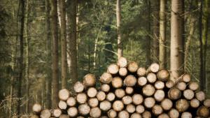дърва сеч борова гора