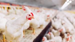 Работник в испанска птицеферма е заразен с птичи грип Според