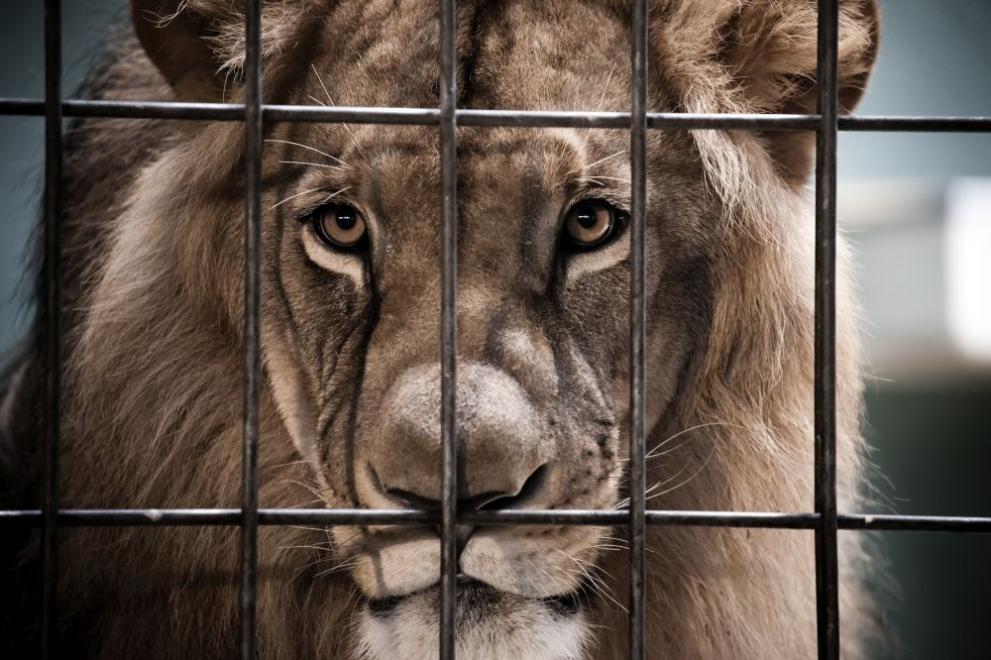 Лъв наказа небрежност на служителка в зоопарка в Оснабрюк