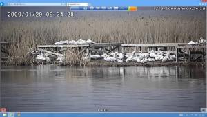 Сребърна пеликани