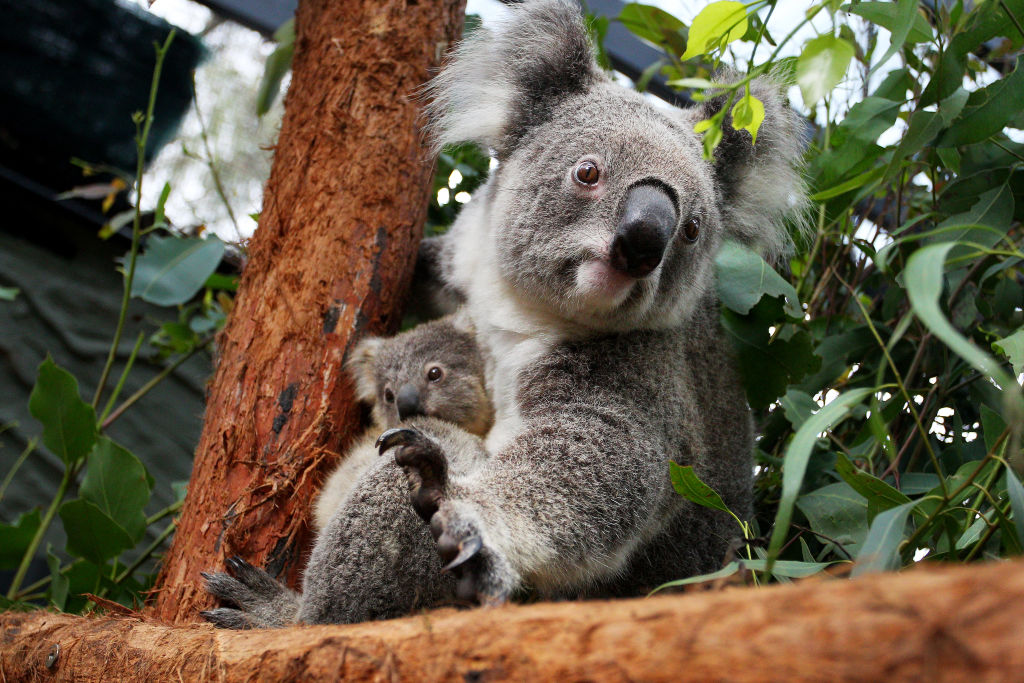 Малкият Хъмфри е роден в зоопарка Таронга в Сидни, Австралия