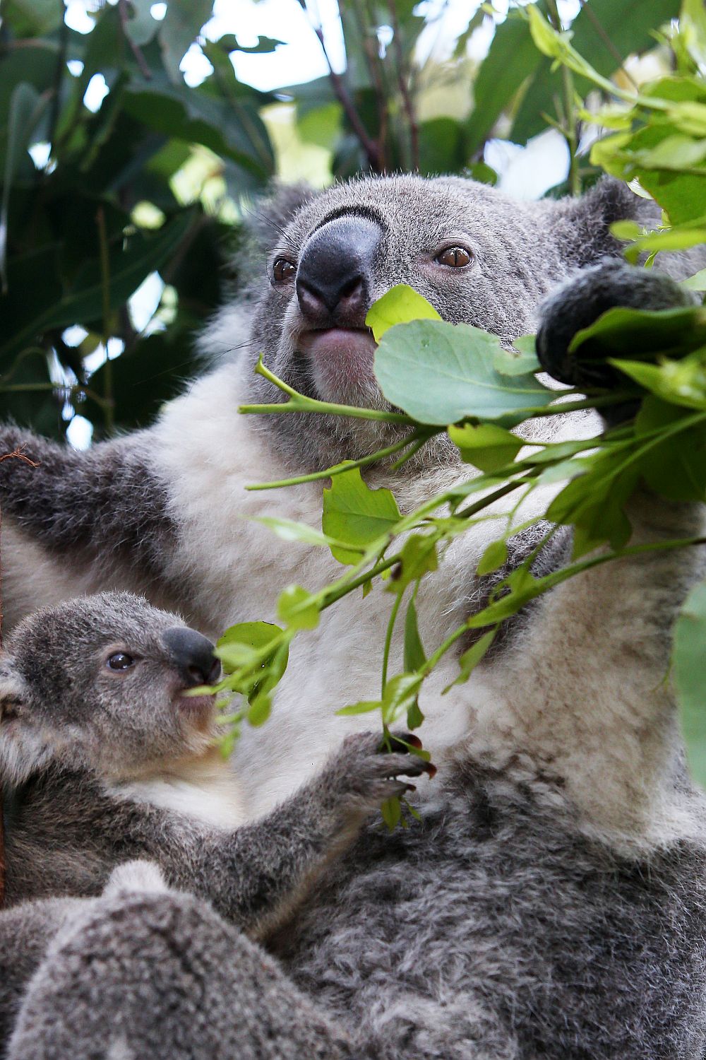 Малкият Хъмфри е роден в зоопарка Таронга в Сидни, Австралия