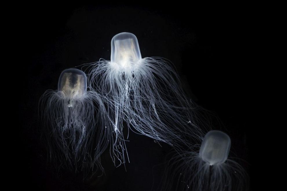 Тийнейджър от Куинсланд почина след фатално ужилване от медуза