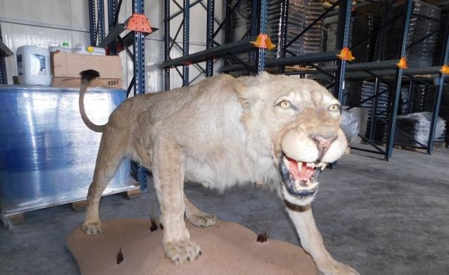 Откриха препариран лъв във фирма в Разград