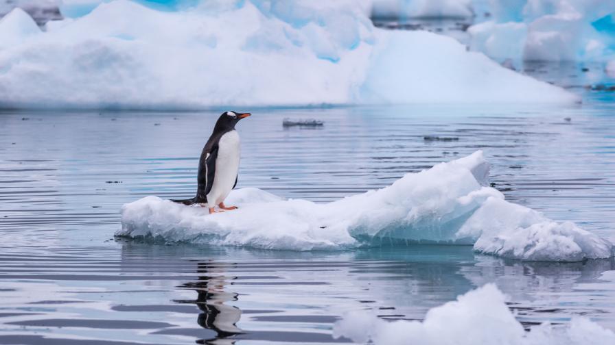 Пингвин се спаси от косатки, скачайки в лодка с туристи