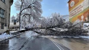 дърво Шумен