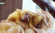 Мистерия в зоопарка: Заключена маймуна зачена през дупка в стената в Япония