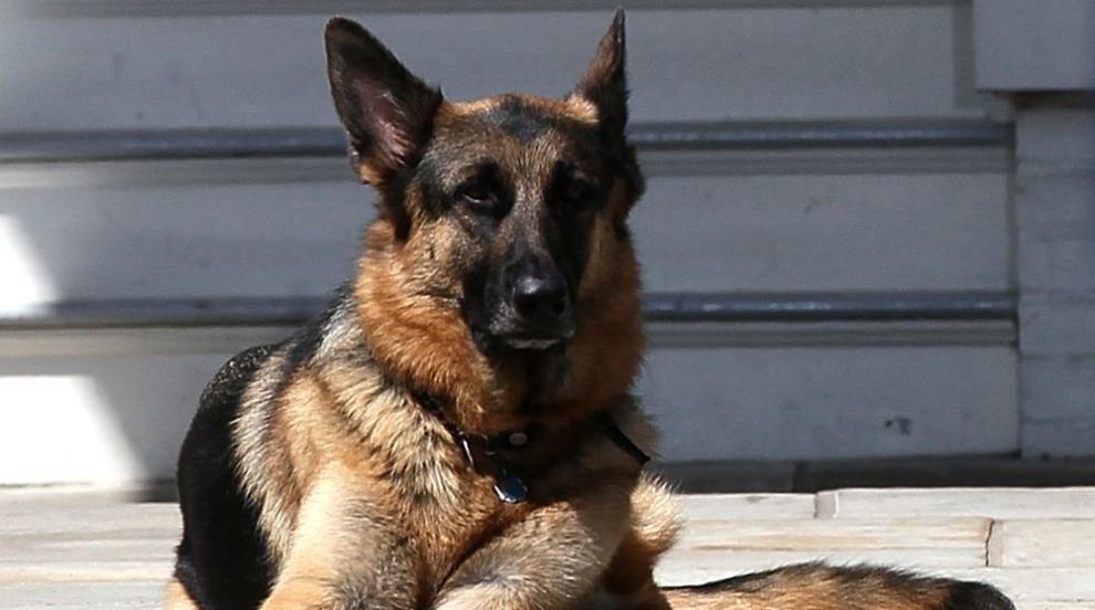 Немската овчарка на Байдън отново ухапа агент на Сикрет сървис