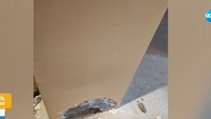 мизерия апартамент