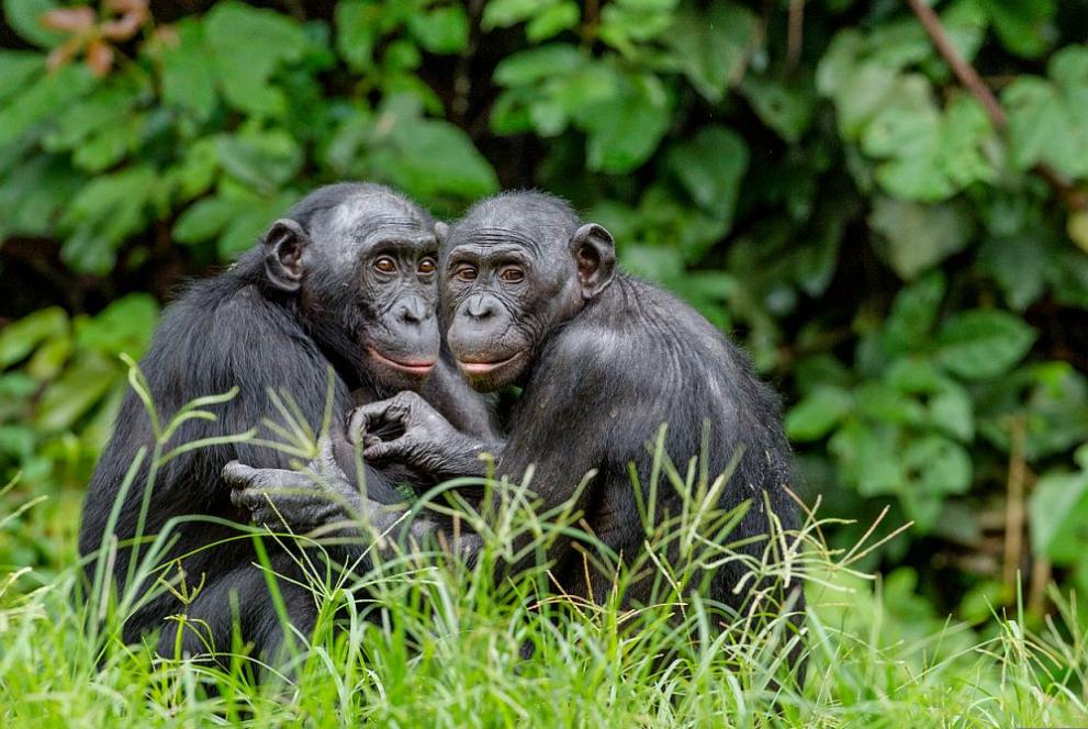 Маймуните бонобо