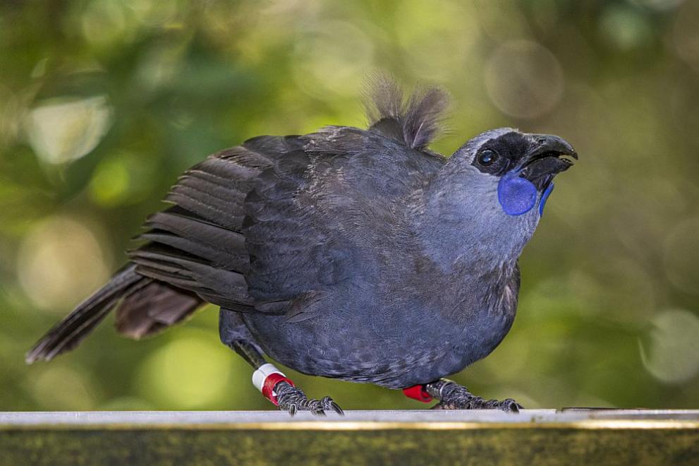 Птицата кокако от Северния остров има характерни сини „обички“ и отличителна песен