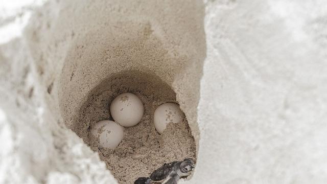 В Еквадор откриха 90 яйца от изчезващ вид морска костенурка