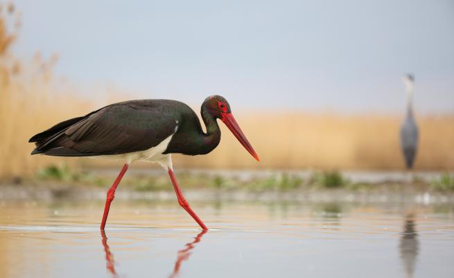 Семейство спаси от студа черен щъркел