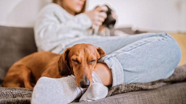 Кои породи кучета живеят по-дълго 