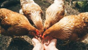 Софиянци масово купуват кокошки носачки за яйца пише БГНЕС Целта