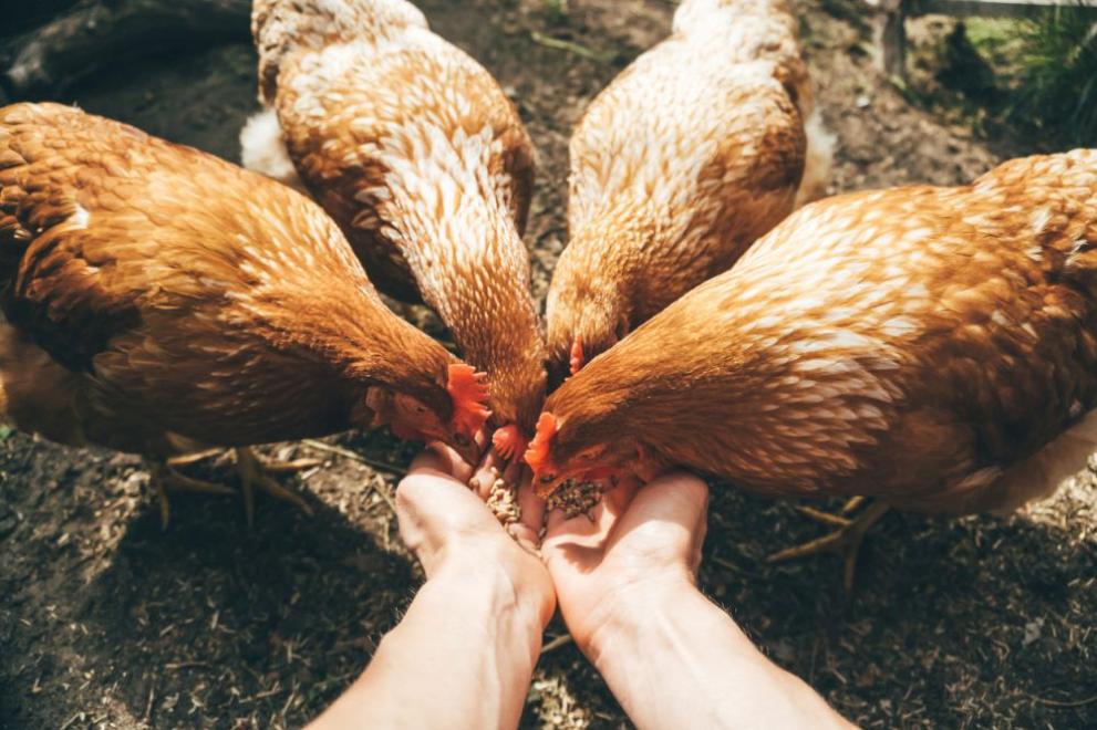 Софиянци масово купуват кокошки носачки за яйца, пише БГНЕС. Целта