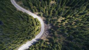 Над 12 000 дка борови гори на територията на цялата