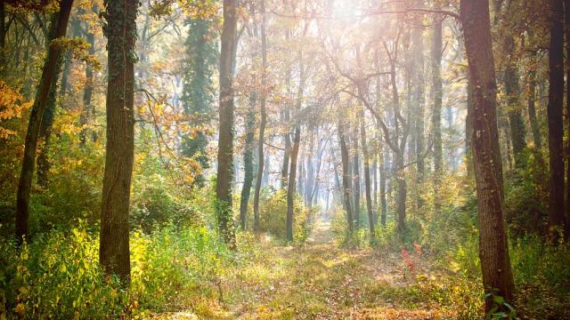 Учени предлагат нов природен закон, надграждащ този за еволюцията