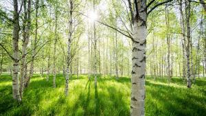 Залесяването на Новата гора на София в Негован ще започне