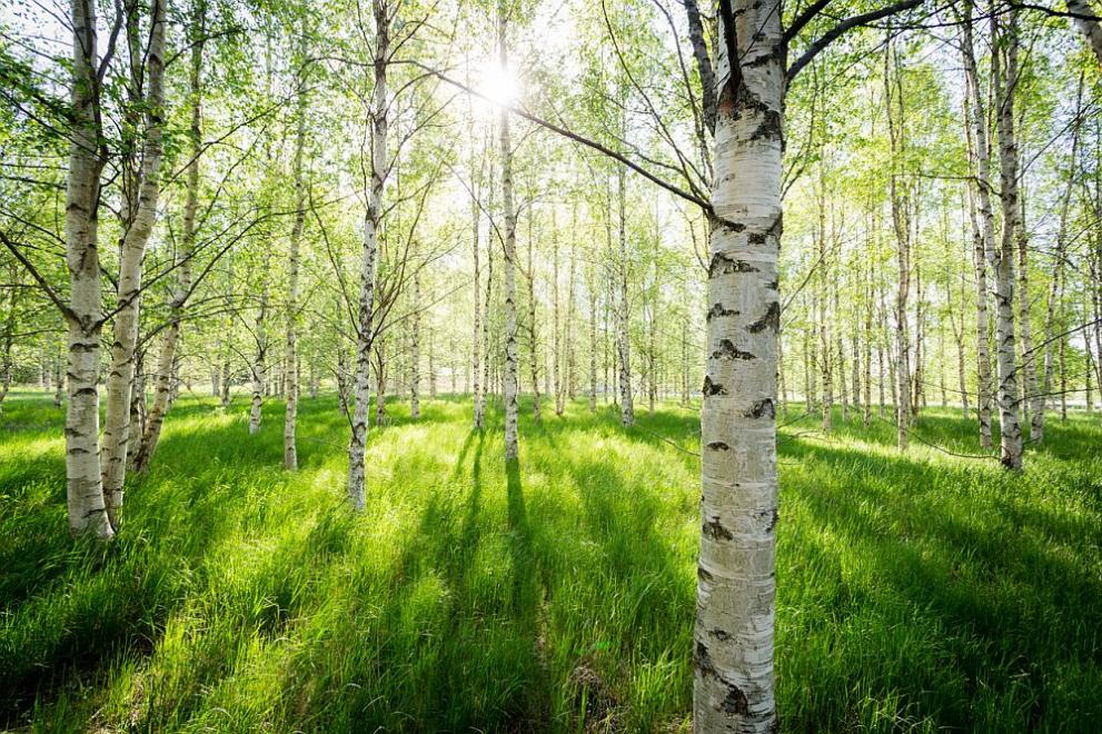 Община Берковица предприема инициатива за залесяване с дръвчета по повод