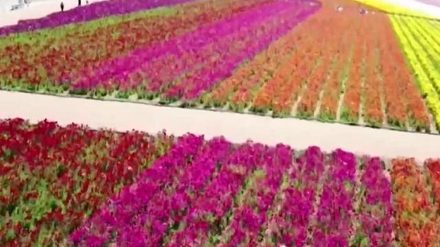 Цъфтят известните полета с лютичета в Калифорния (ВИДЕО)