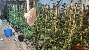 наркооранжерия марихуана